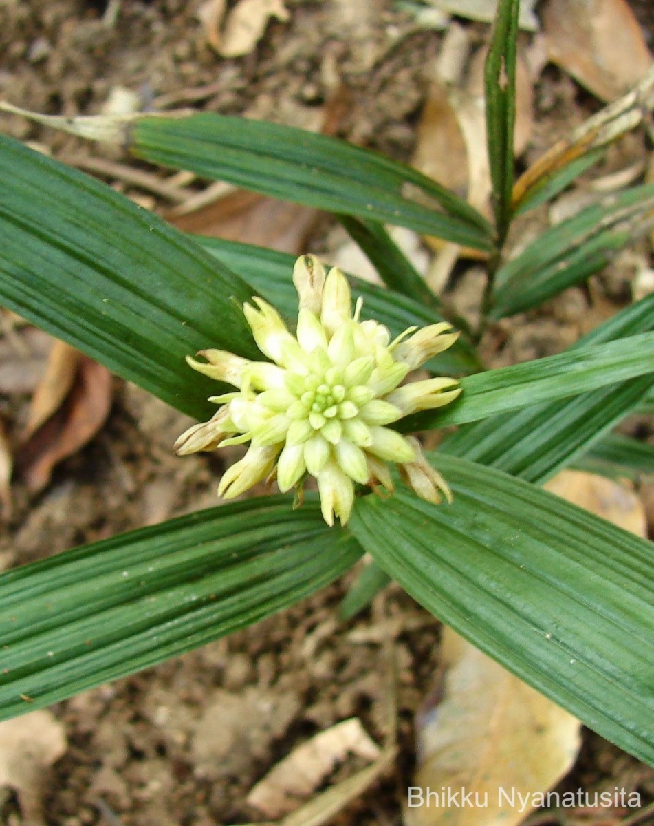 Tropidia thwaitesii Hook.f.